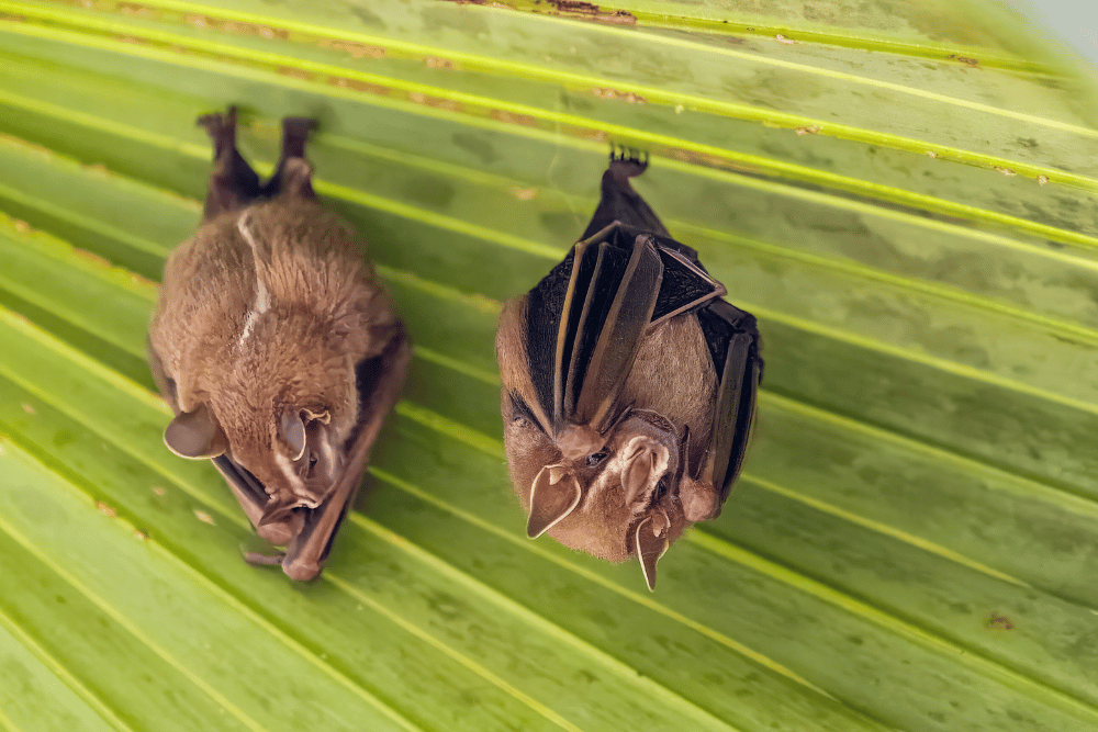 Bat Control Oak Park MI