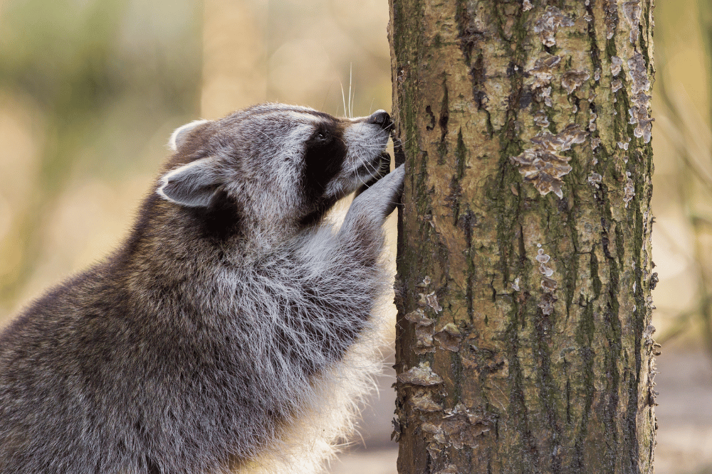 Racoon in tree in Oak Park
