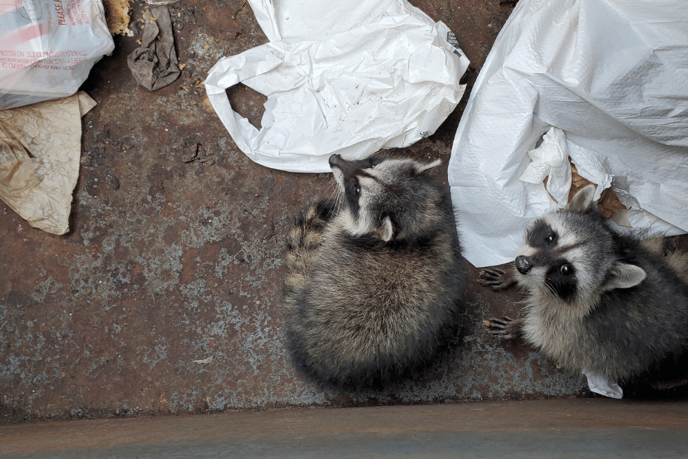 Raccoon infestation in Oak Park