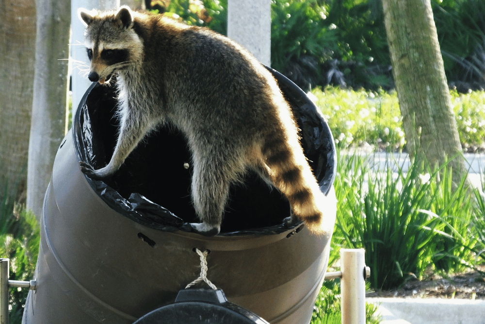 Racoon in trash can in Oak Park